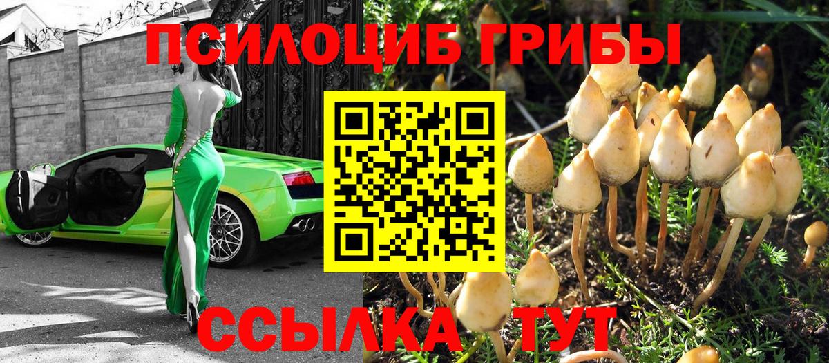 Канаш  купить наркотик  Вход с VPN  Галлюциногенные грибы Cubensis 
